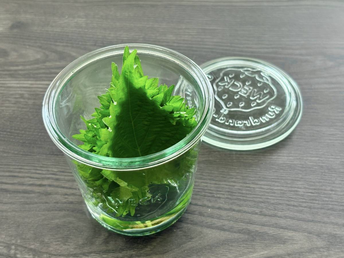 大葉の冷蔵保存