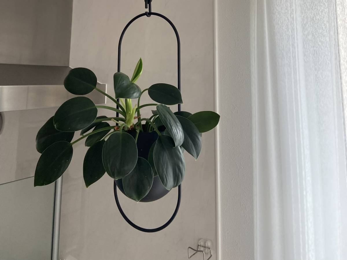 植物