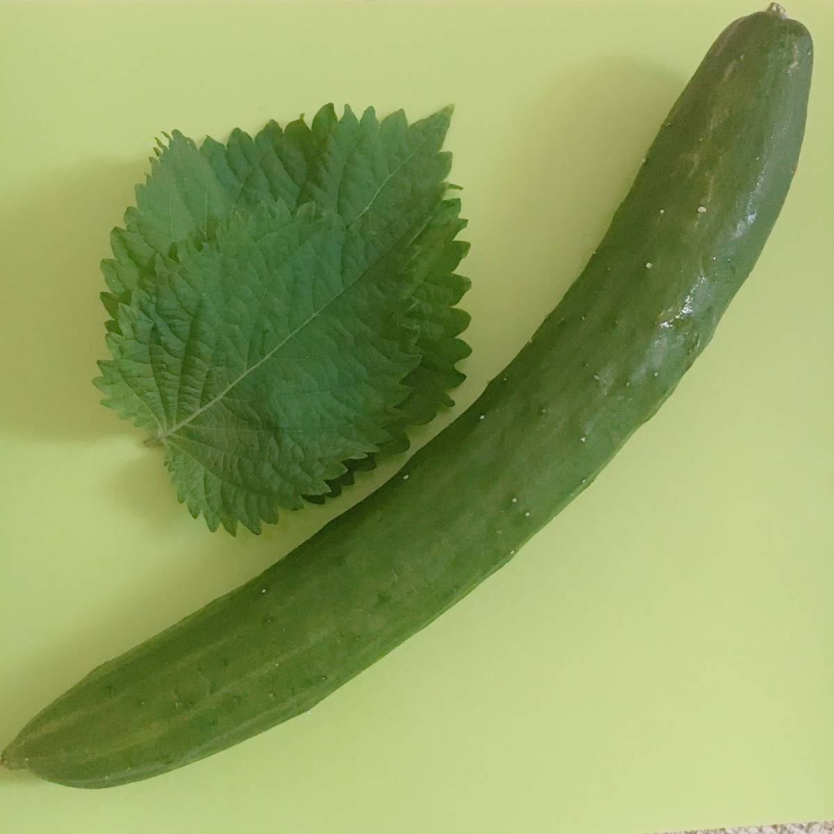 夏野菜