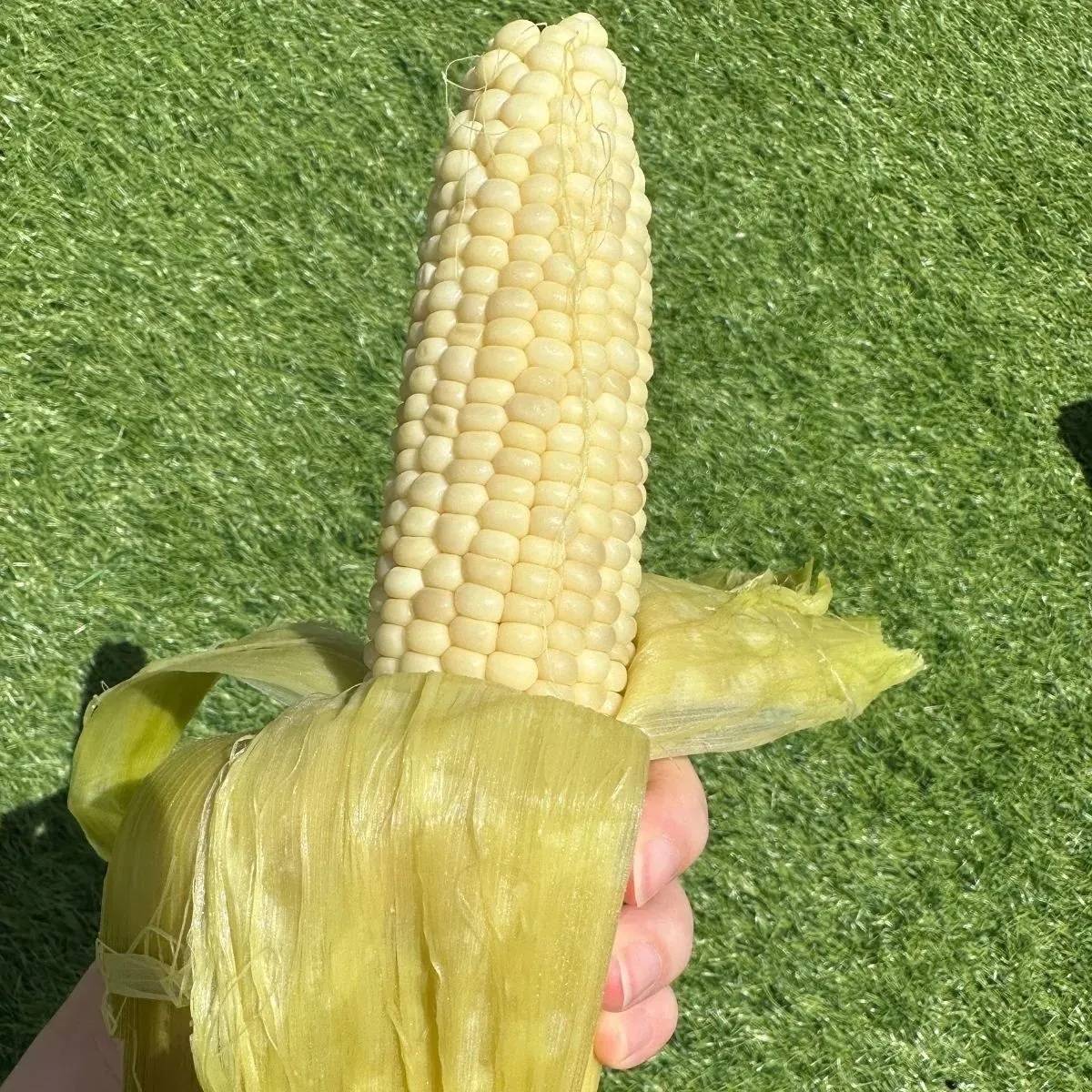とうもろこし