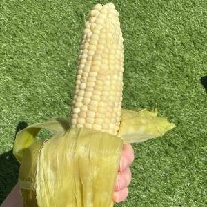 一度食べたら止まらない……！韓国発「麻薬とうもろこし」の作り方