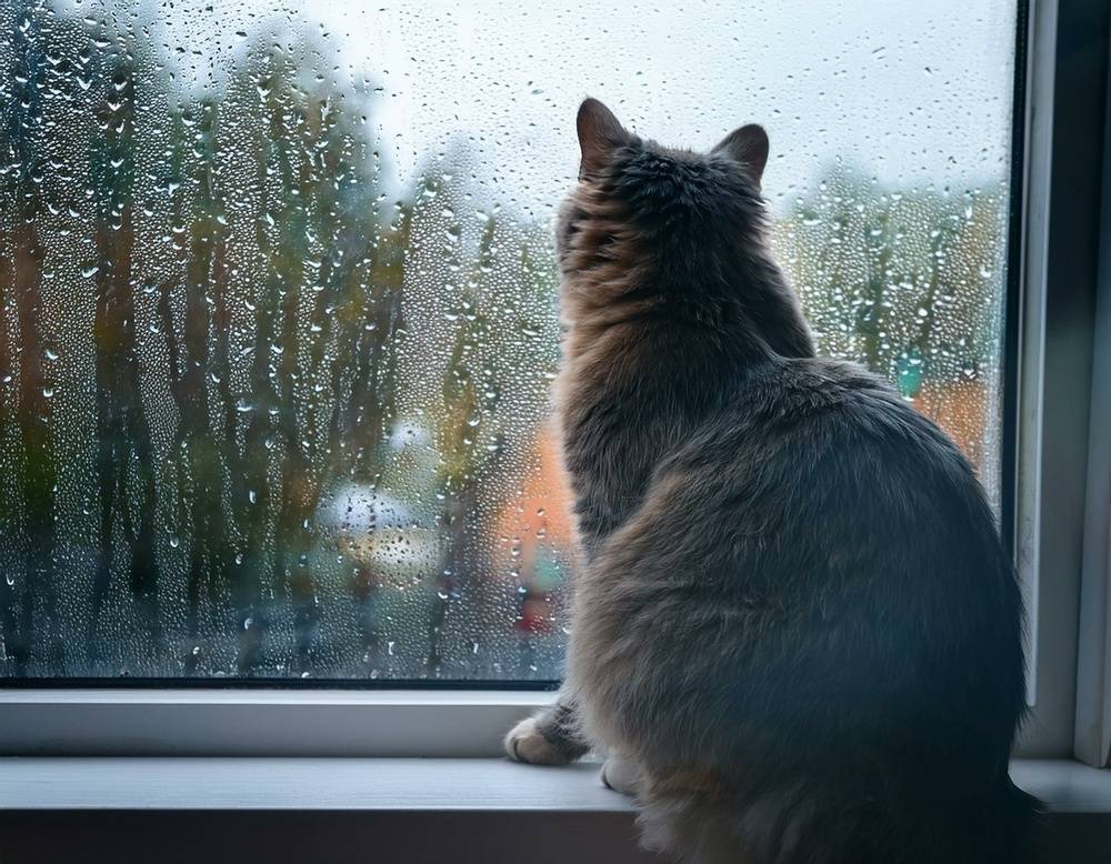 ねこ、窓辺、雨
