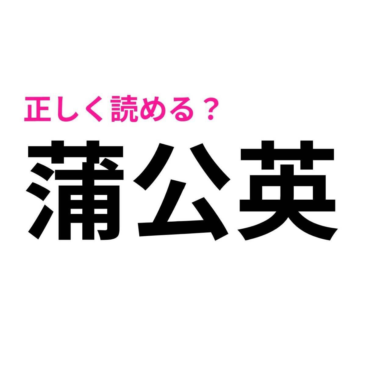 蒲公英