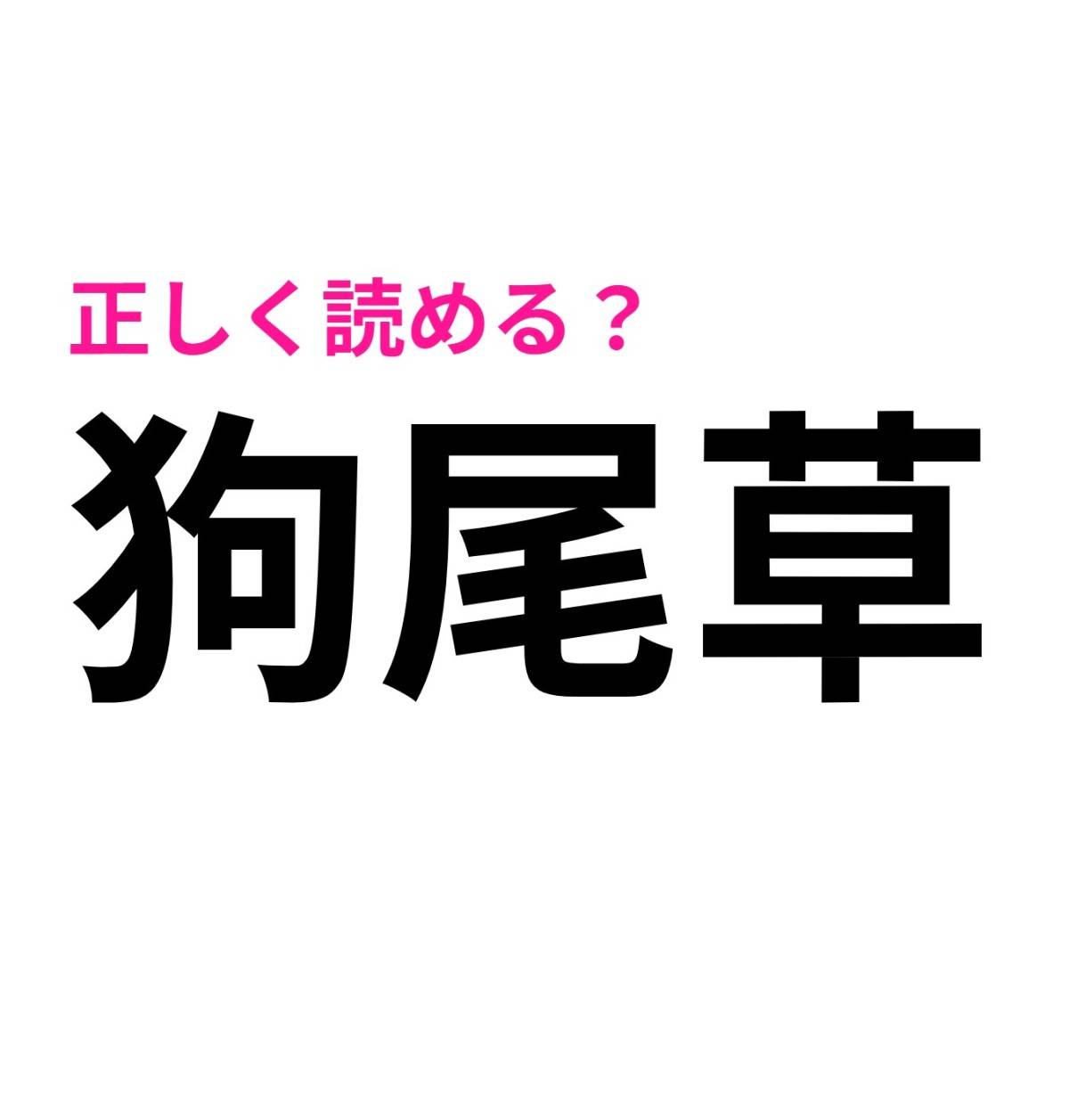 狗尾草