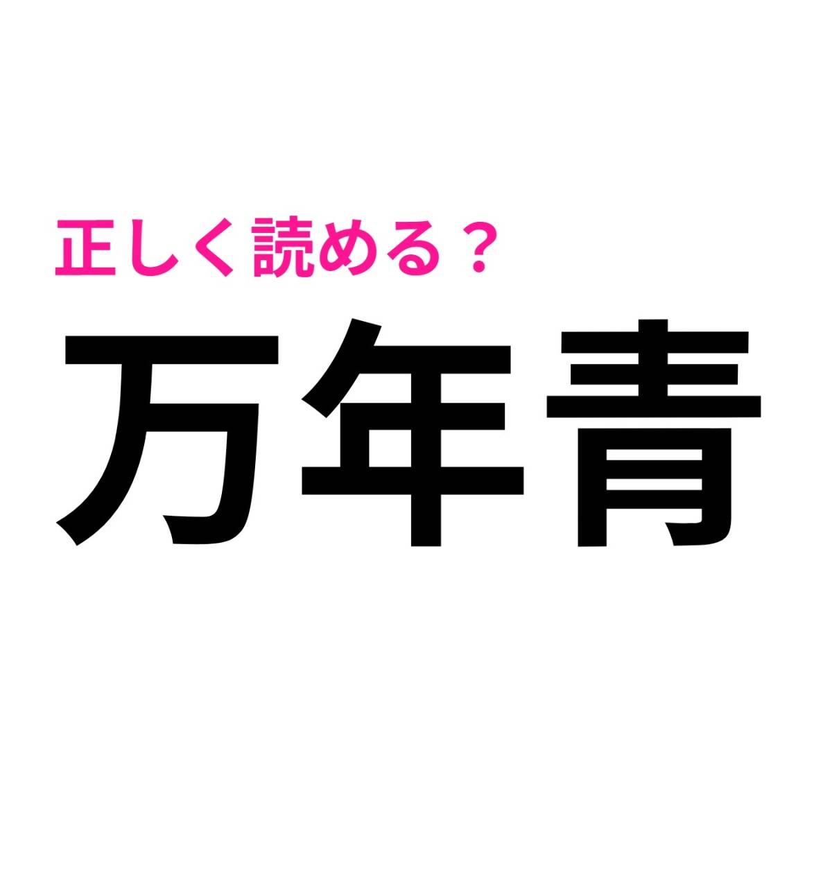 万年青