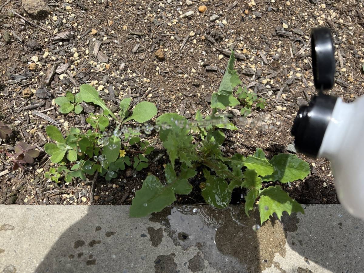 雑草にお酢の除草剤を散布する工程