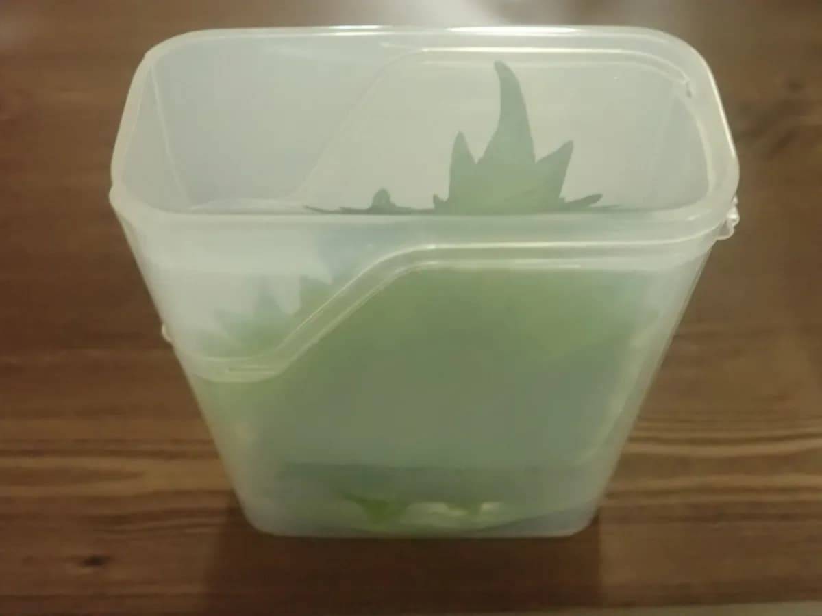 ダイソー大葉保存ケース−３