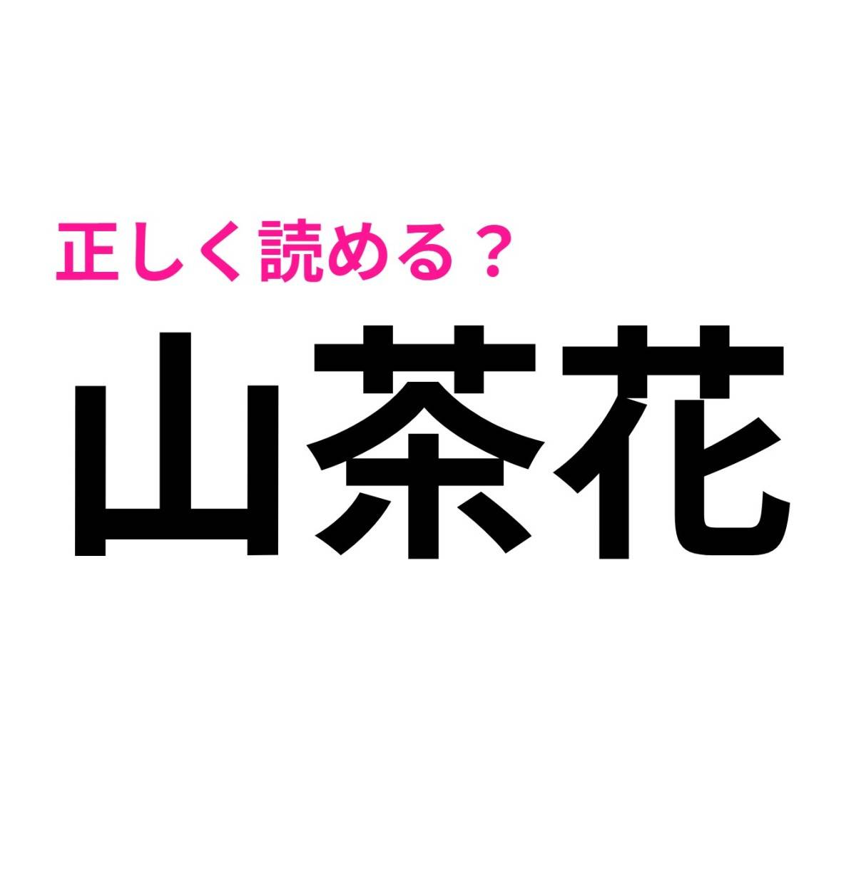 山茶花