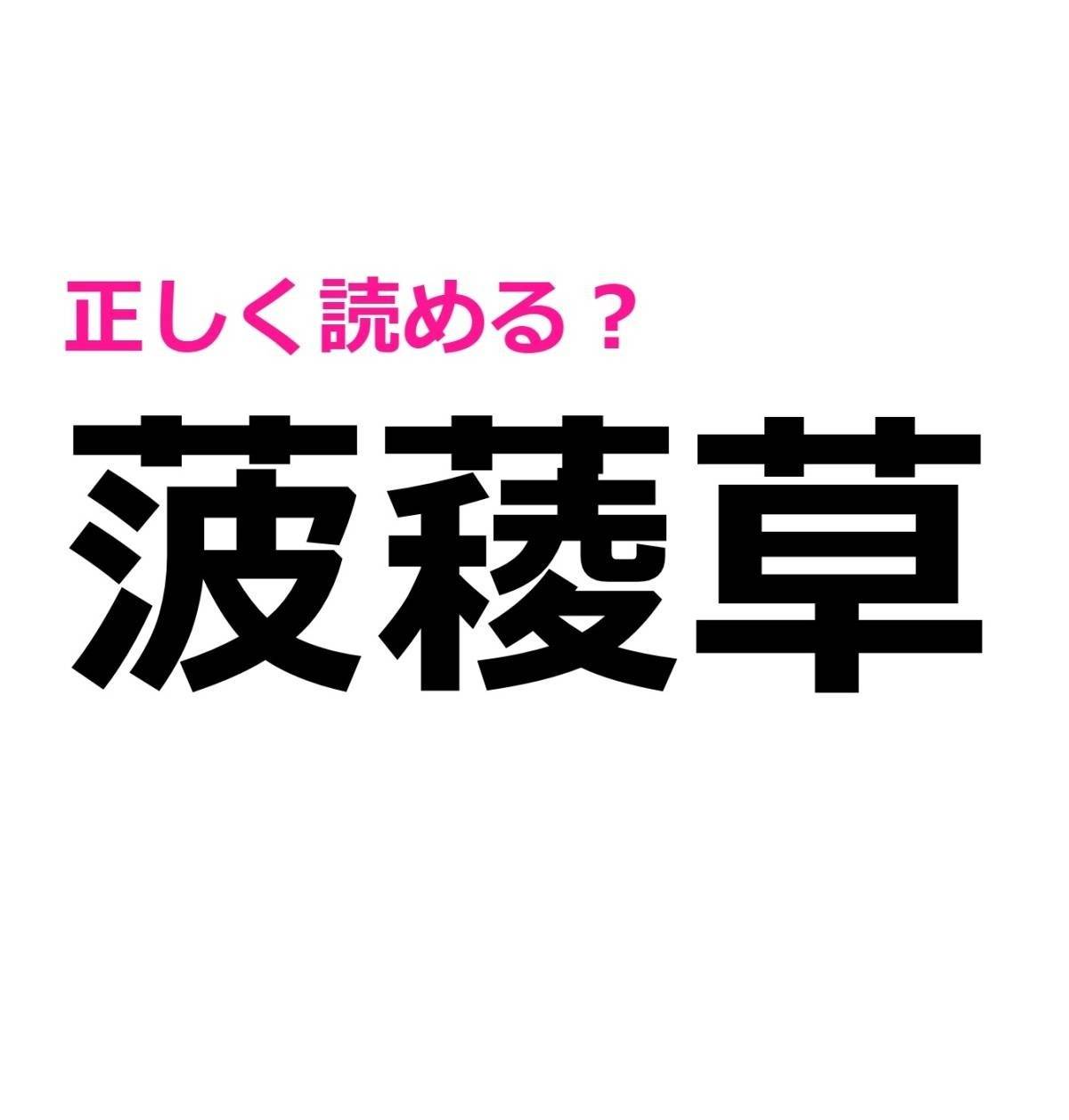 菠薐草