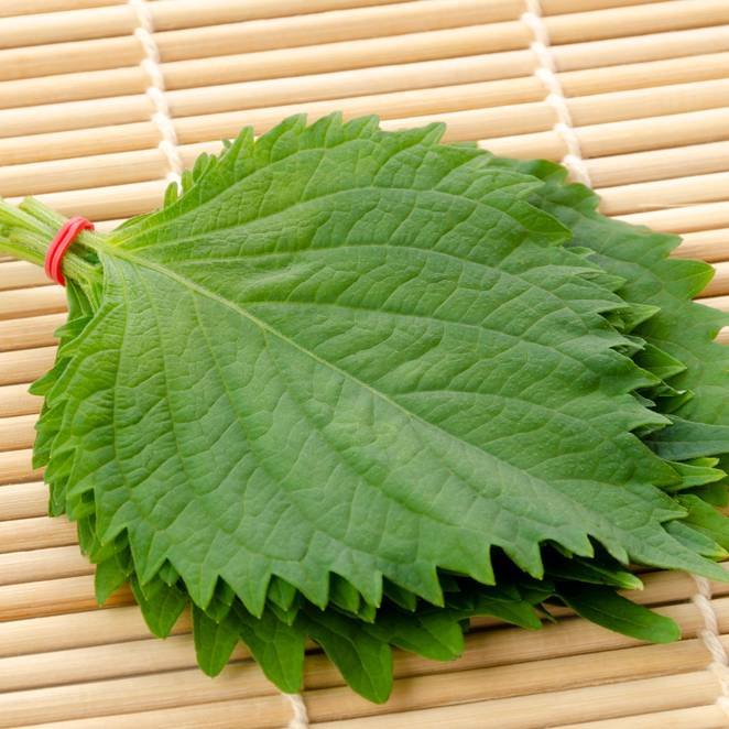 大葉