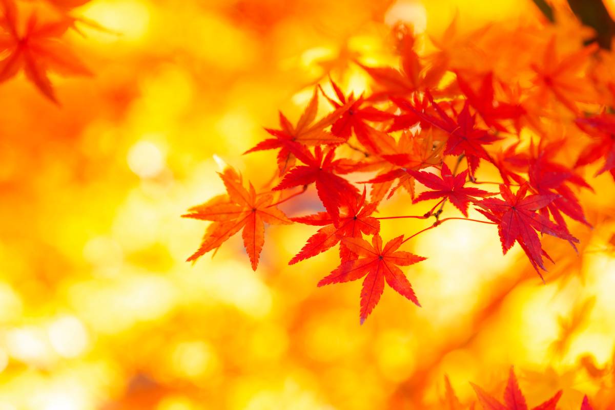 紅葉