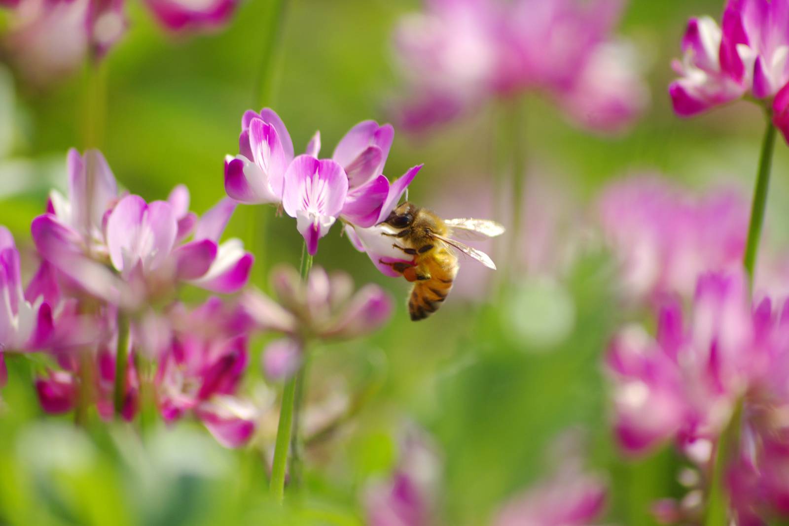 レンゲの蜜を吸う蜜蜂