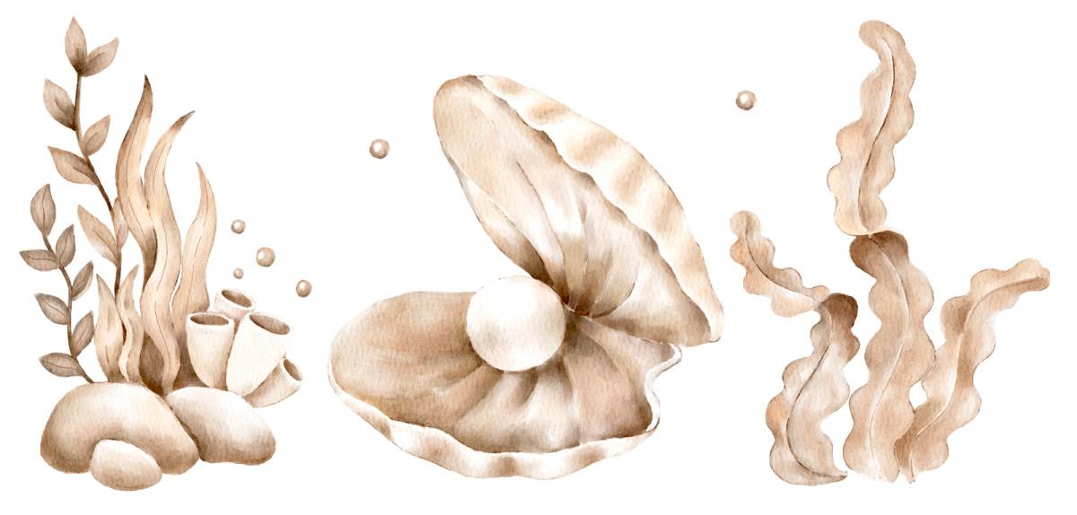 真珠貝と海藻のイラスト