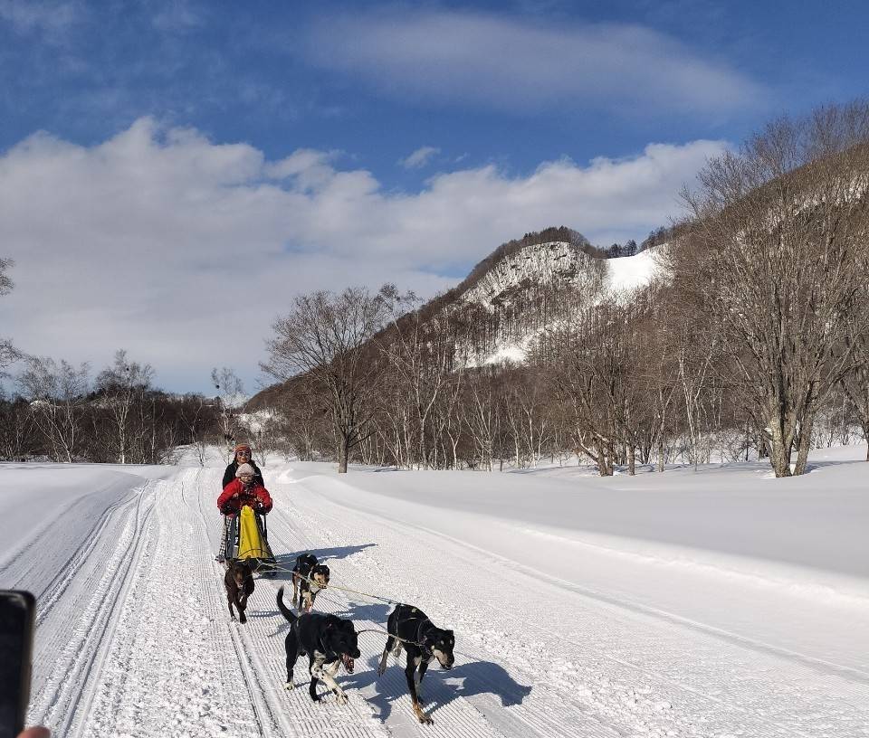 水上高原スキーリゾートの犬ぞり