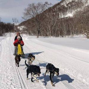 【群馬県】スキーができない子どもも楽しめる！犬ぞりができるリゾート