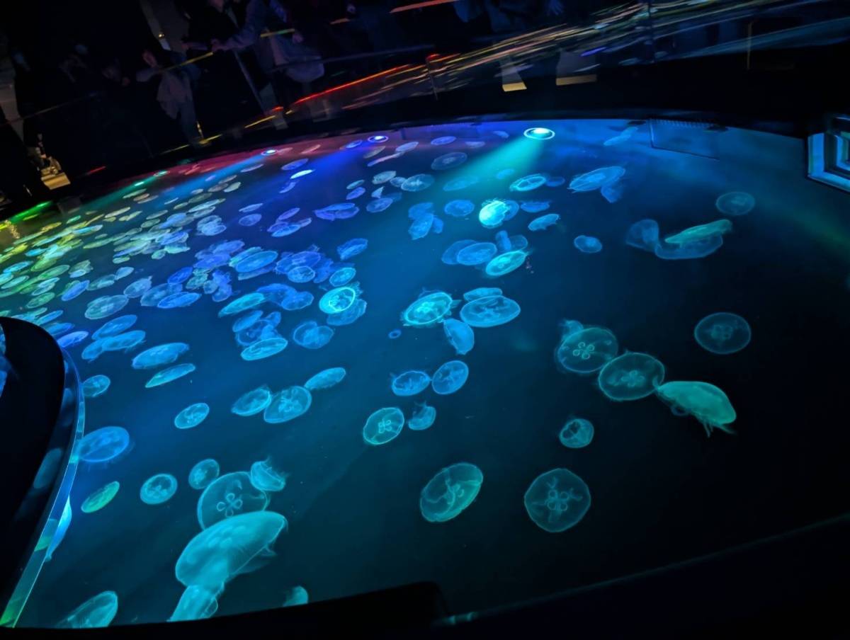 すみだ水族館のくらげ