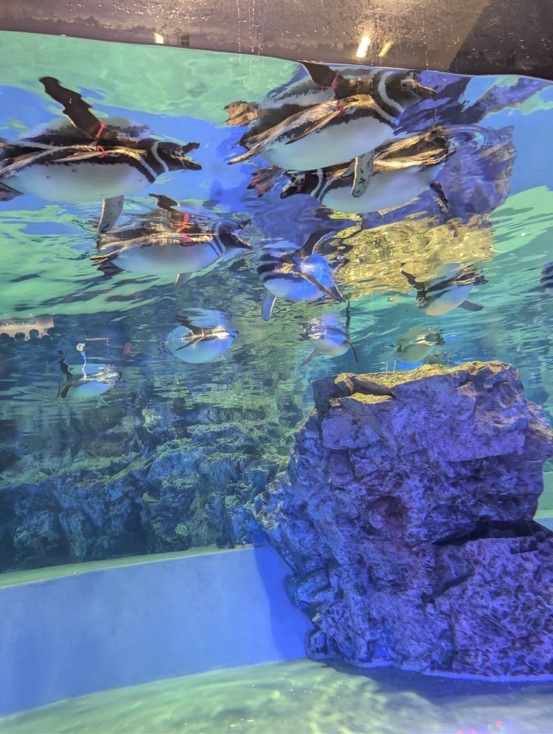 すみだ水族館のペンギン
