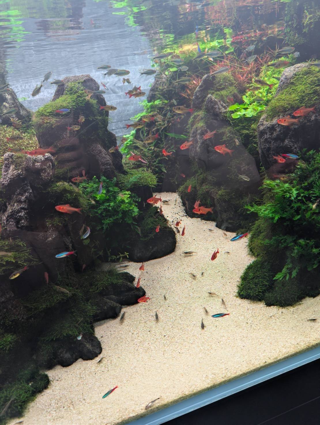 すみだ水族館の魚