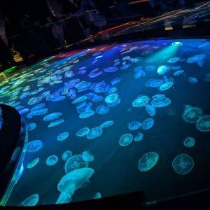 幻想的な雰囲気にうっとり♡映えも狙えるスカイツリータウンの水族館