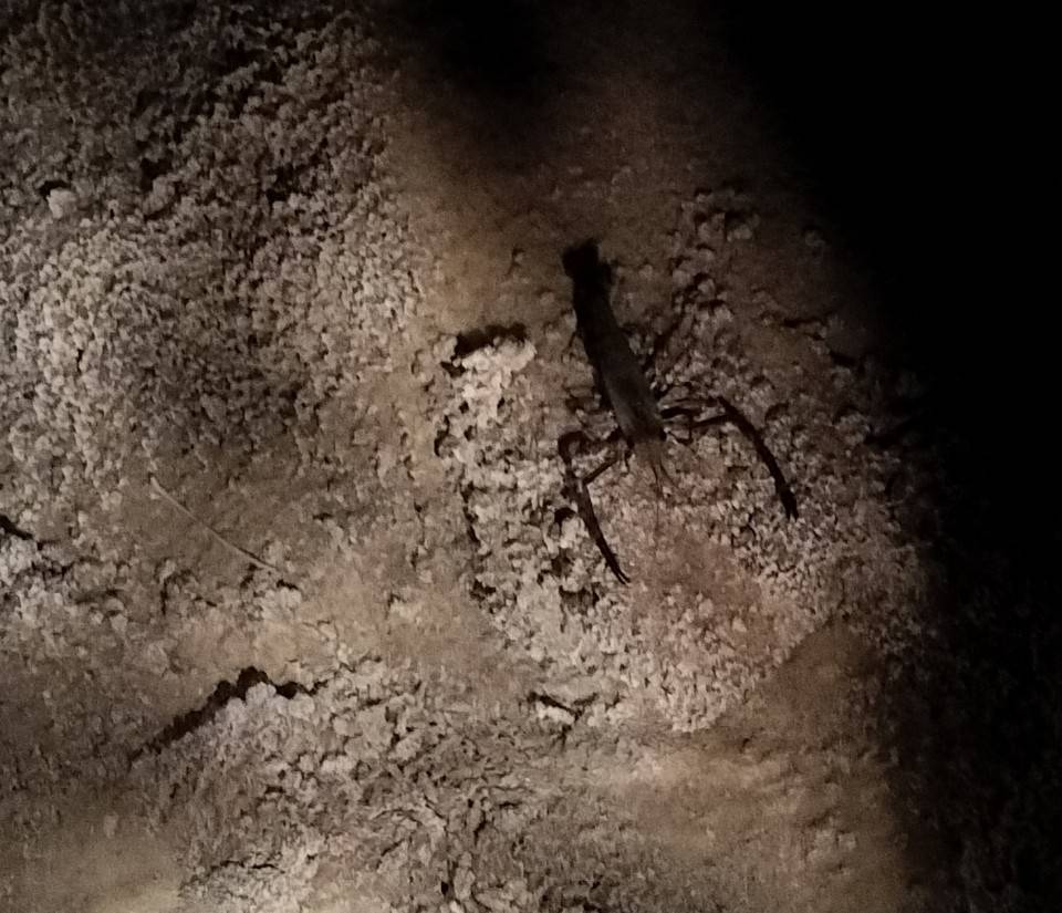 青の泉のザリガニ