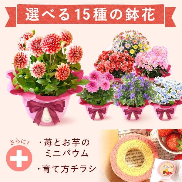 おいもや 母の日 花とセット バウムクーヘン