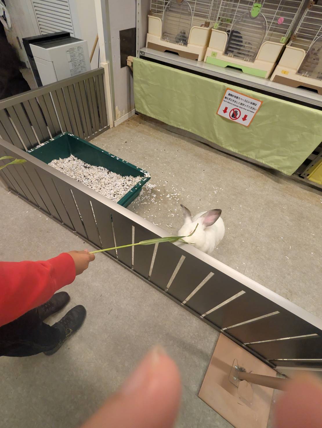 アニタッチ東京ドームシティのうさぎ