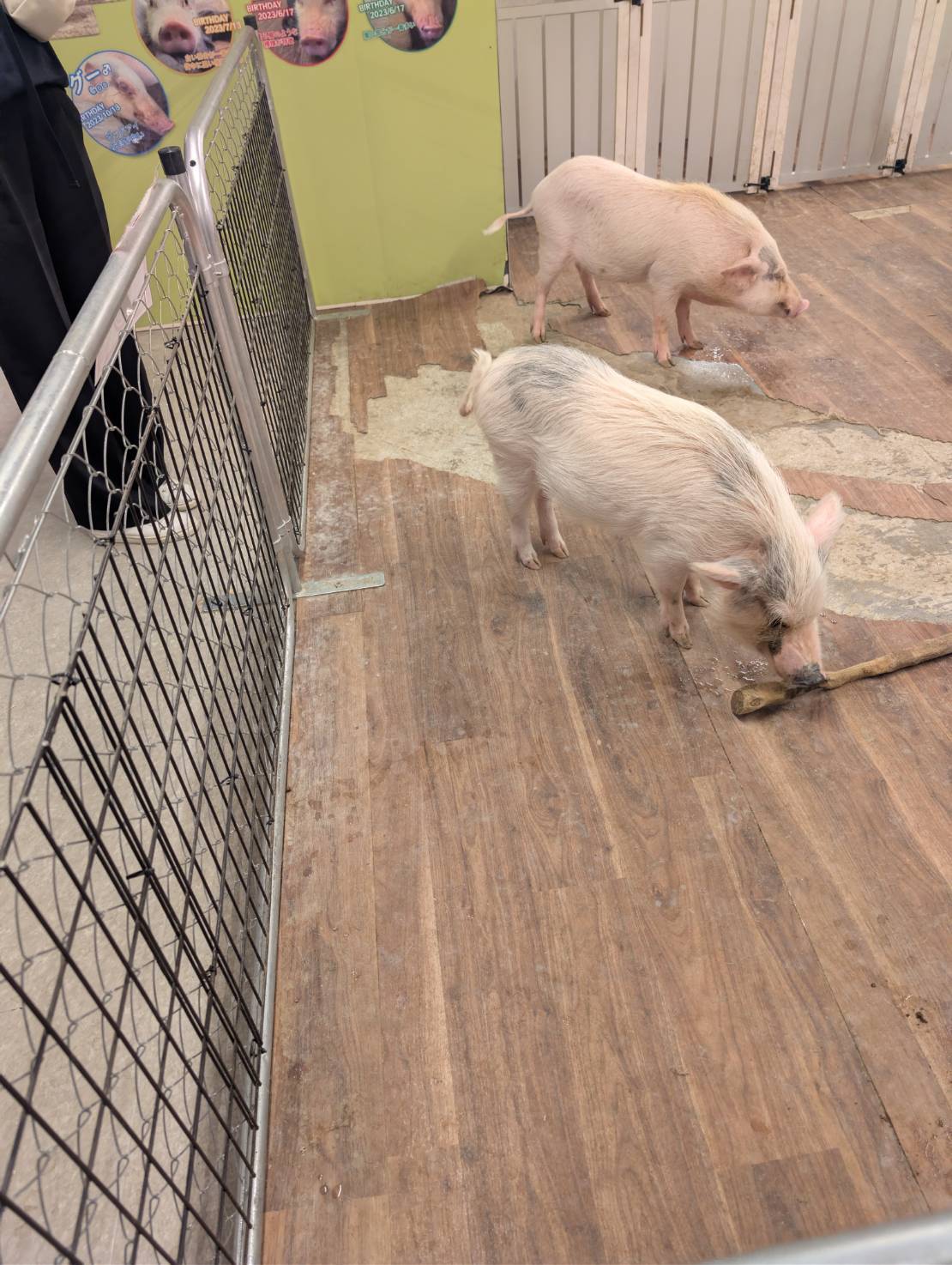 アニタッチ東京ドームシティのブタ