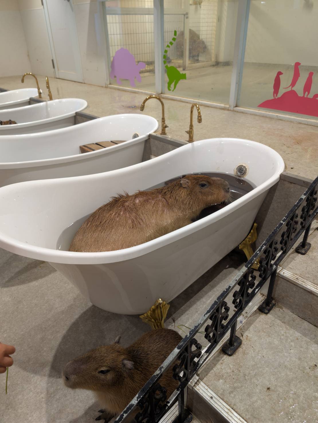 アニタッチ東京ドームシティのカピバラ