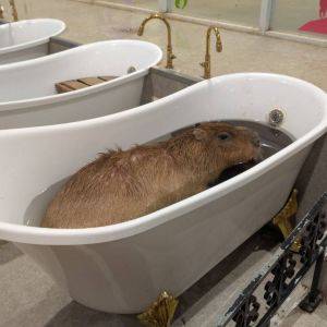 雨の日でもたっぷり遊べる！屋内で動物たちとふれあえる「アニタッチ」