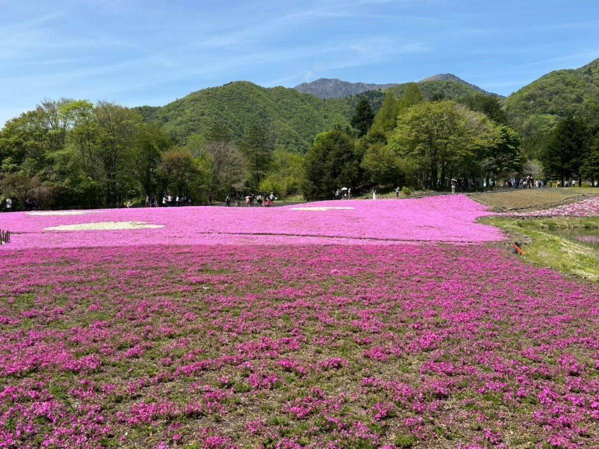 富士芝桜まつり
