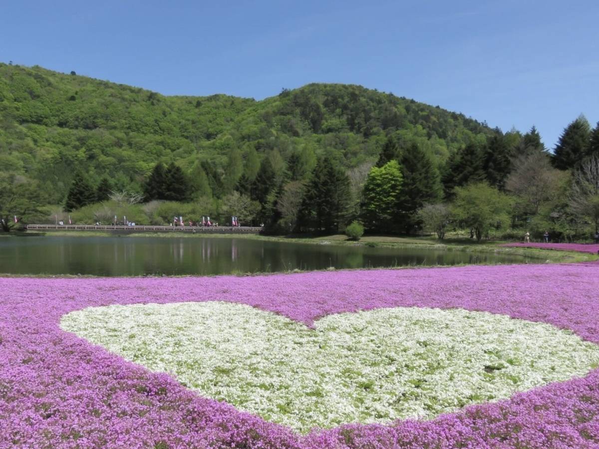 ハートの芝桜