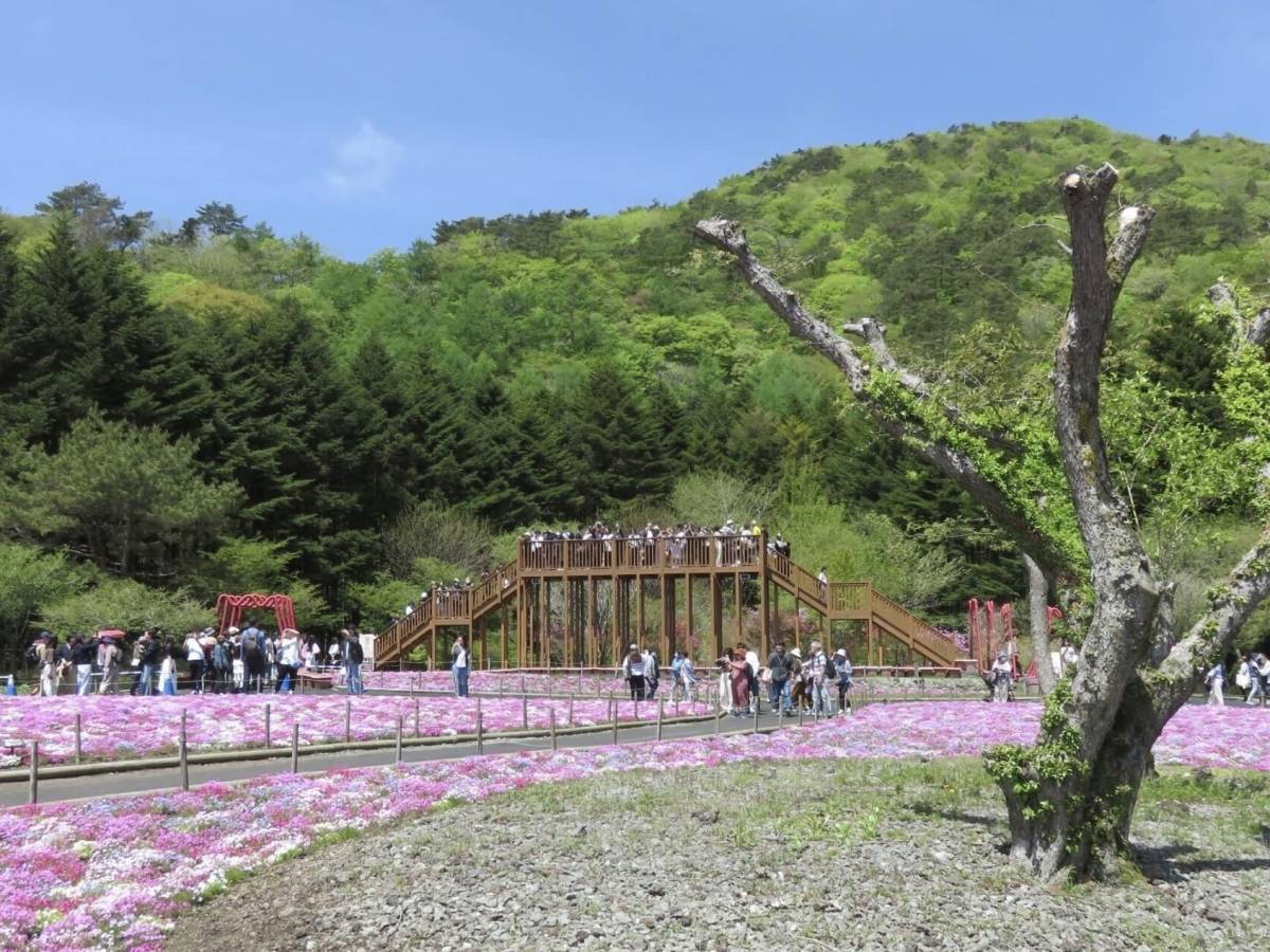 芝桜祭りの橋