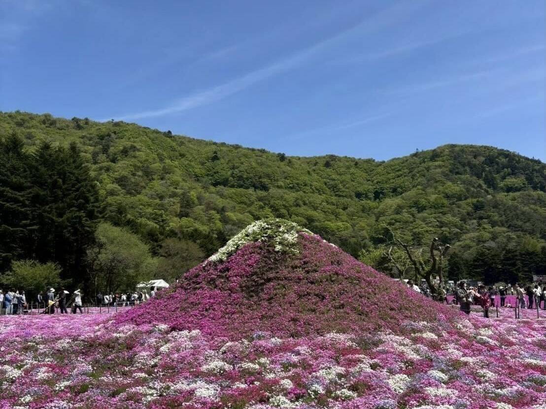 芝桜で作られた富士山