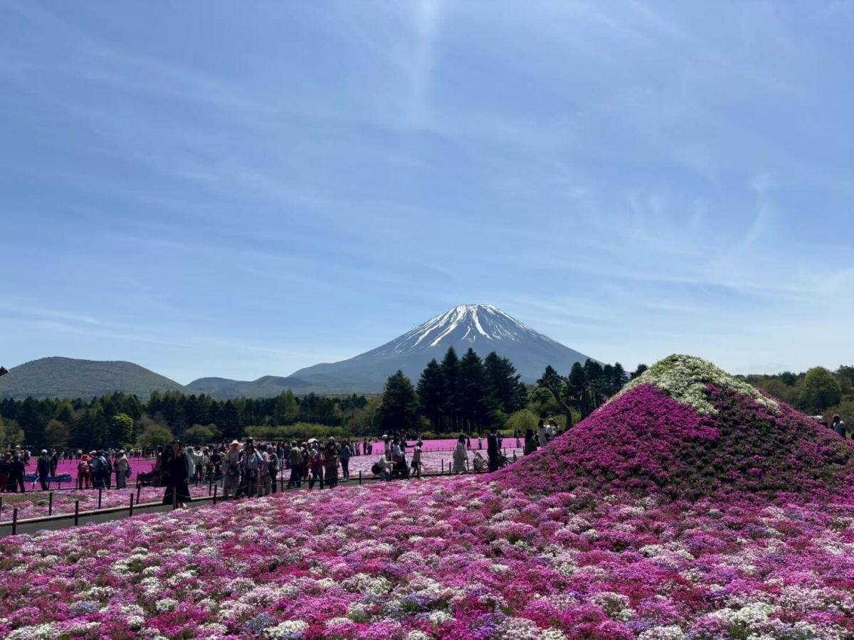 富士山と芝桜