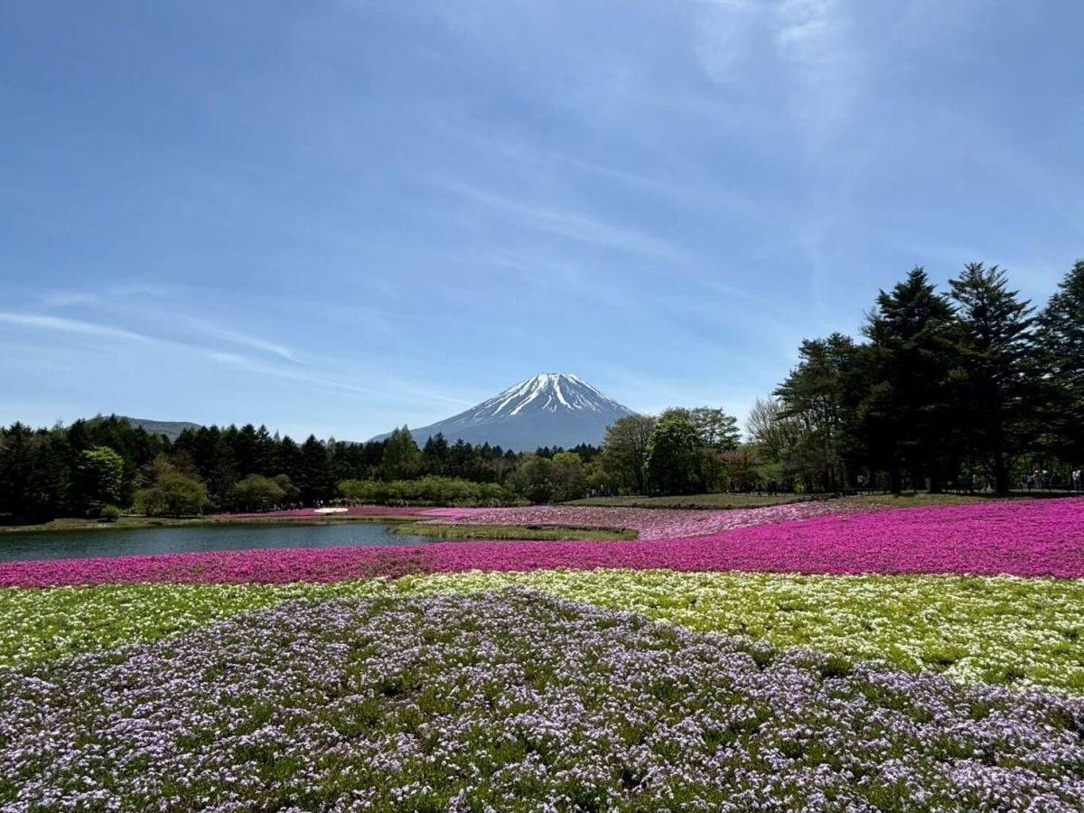 芝桜と富士山