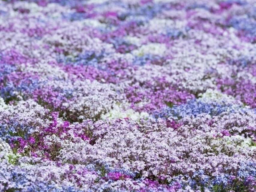 一面の芝桜