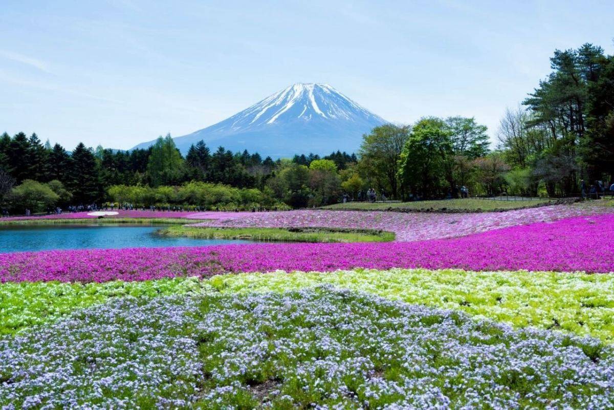 芝桜と富士山