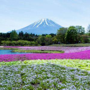 【2026山梨】この景色が見れるのは今だけ！GWは圧巻の芝桜と富士山を見てほしい