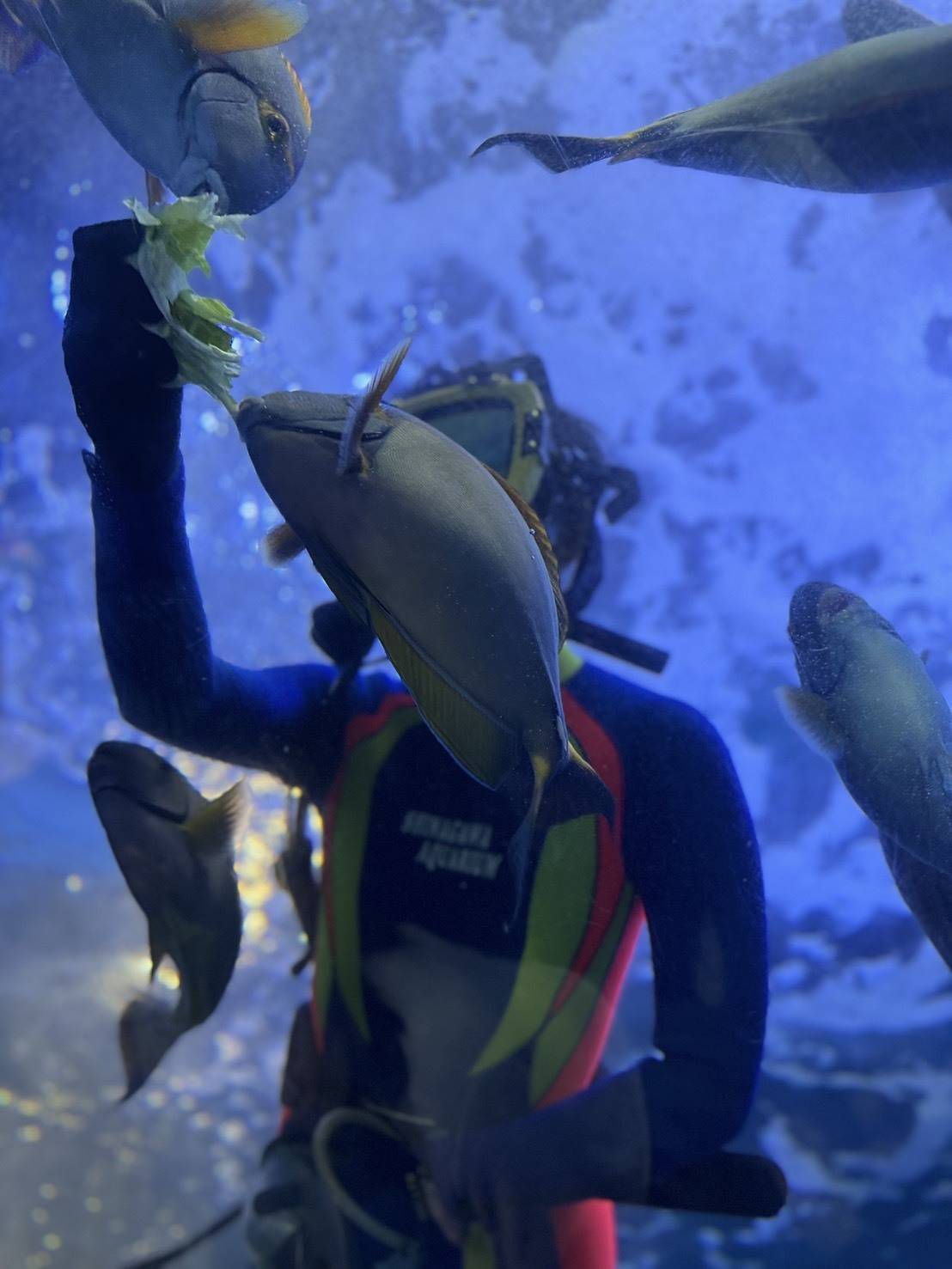 しながわ水族館のダイバー