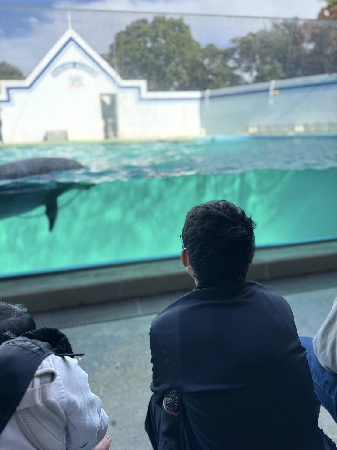 しながわ水族館のイルカショー