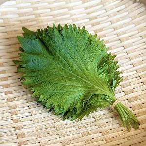 本当は内緒にしたい「大葉」の正しい保存方法！八百屋さんに聞いて実践してみた