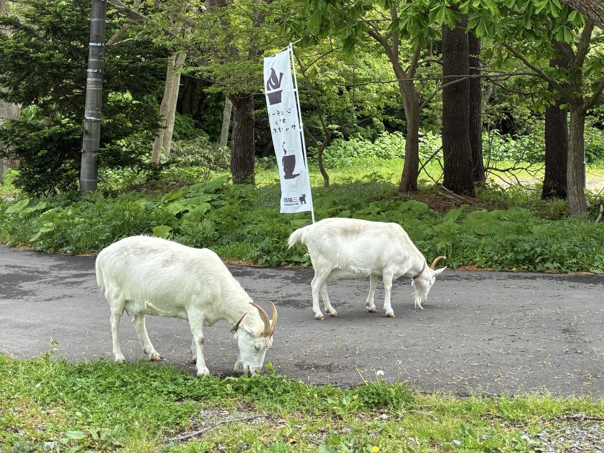 やぎ2匹が登場