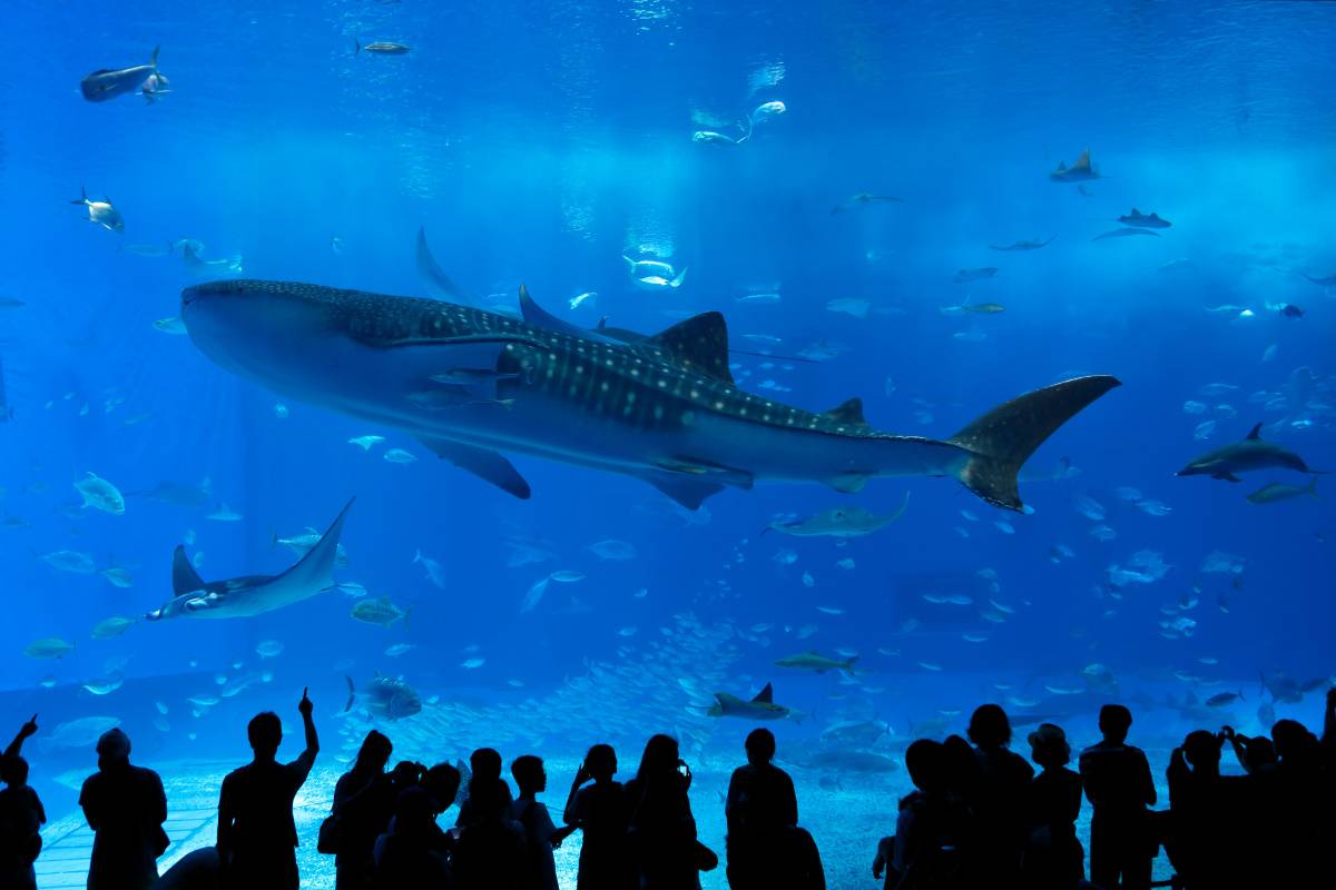 夏の沖縄におすすめ 美ら海水族館
