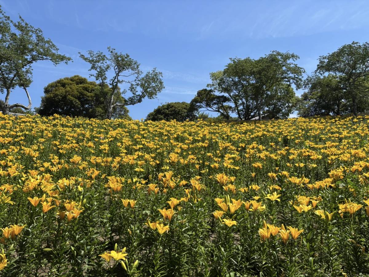 可睡ゆりの園　黄色いゆり