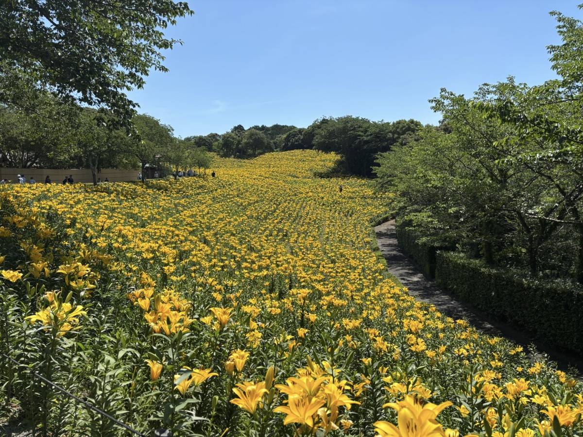黄色いゆり　一面