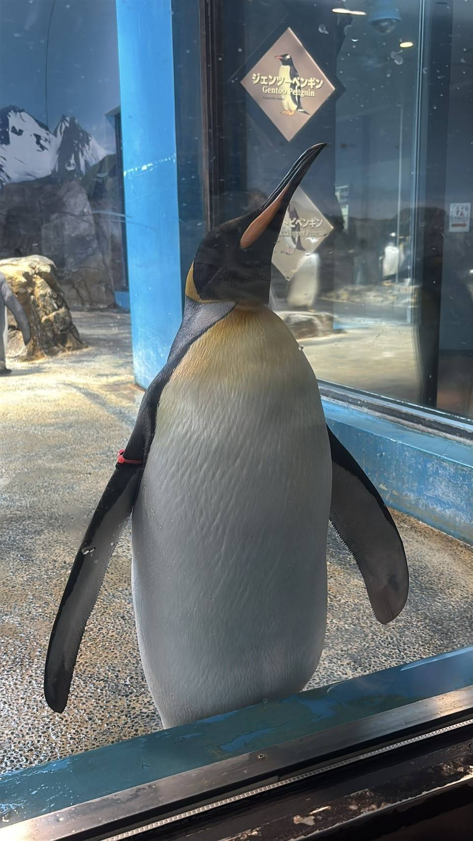 長崎ペンギン水族館のペンギン