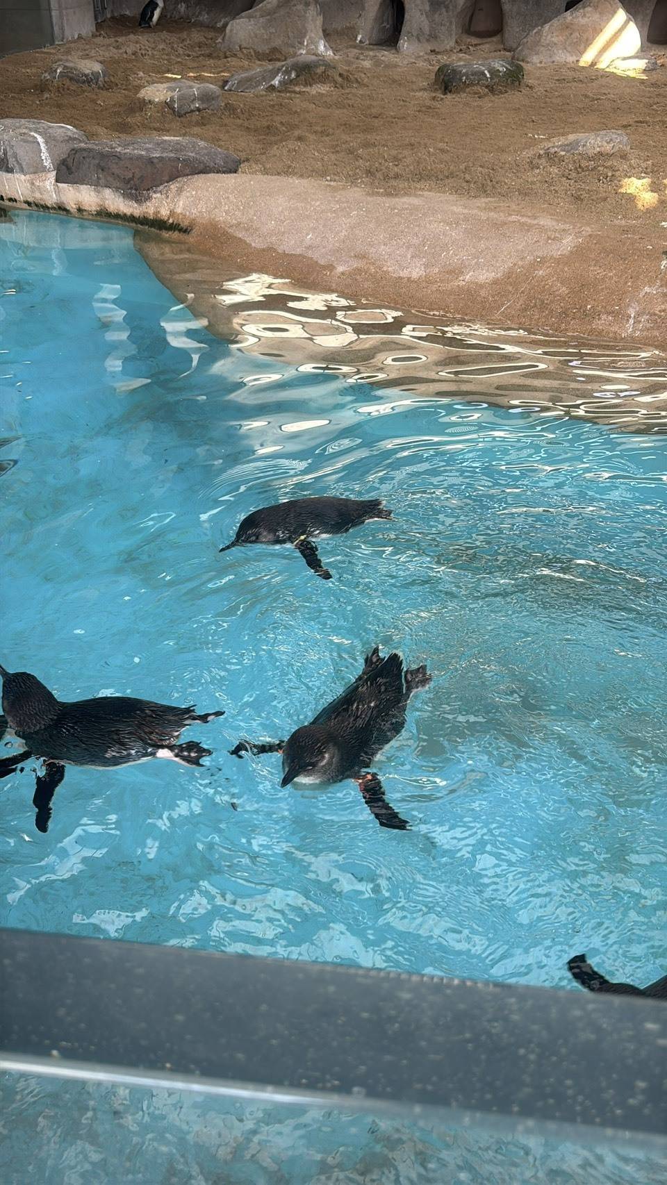 長崎ペンギン水族館のペンギン