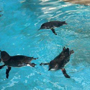 【長崎県】エサやり体験も！可愛いペンギンたちを間近で見られる水族館