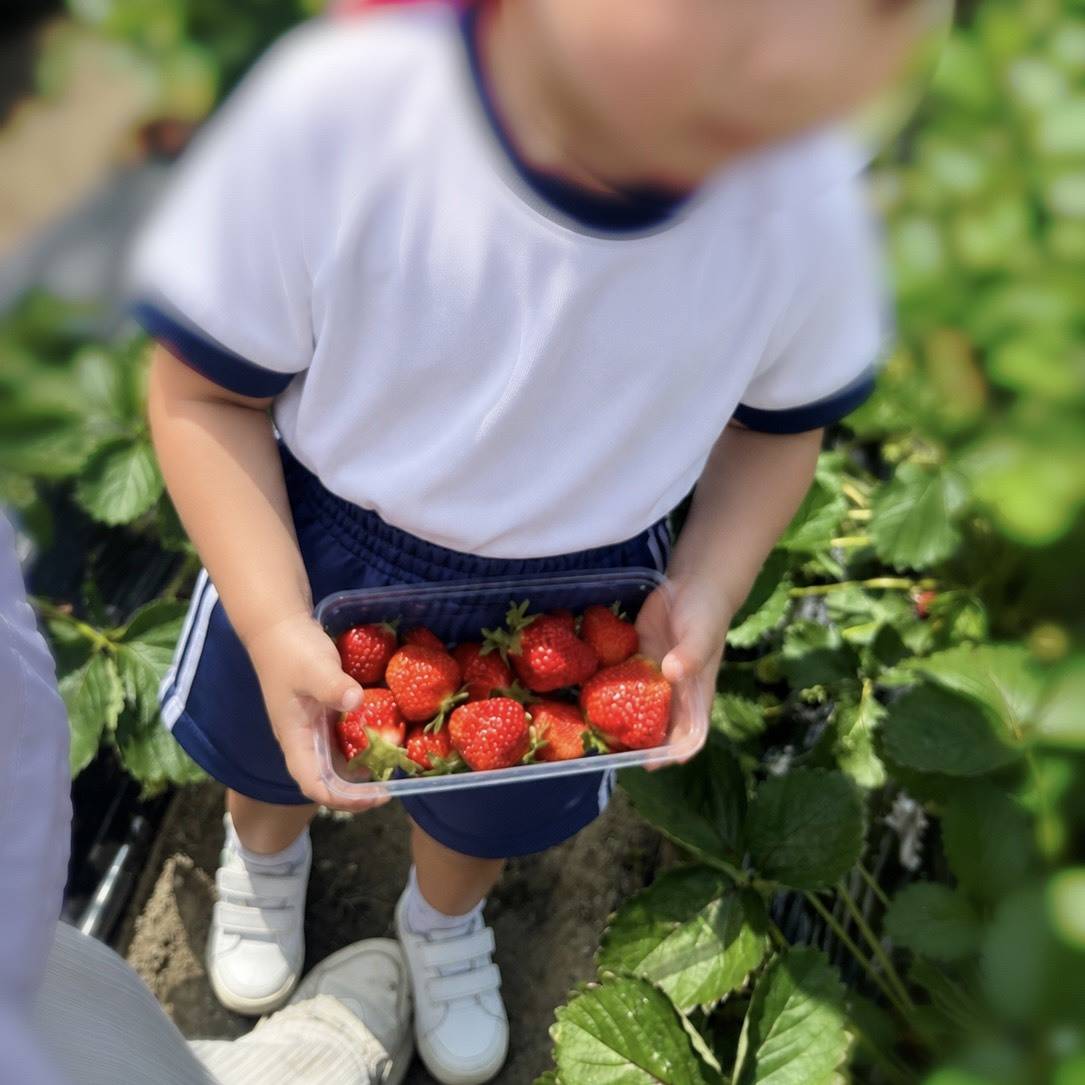 いちご狩りをする男の子