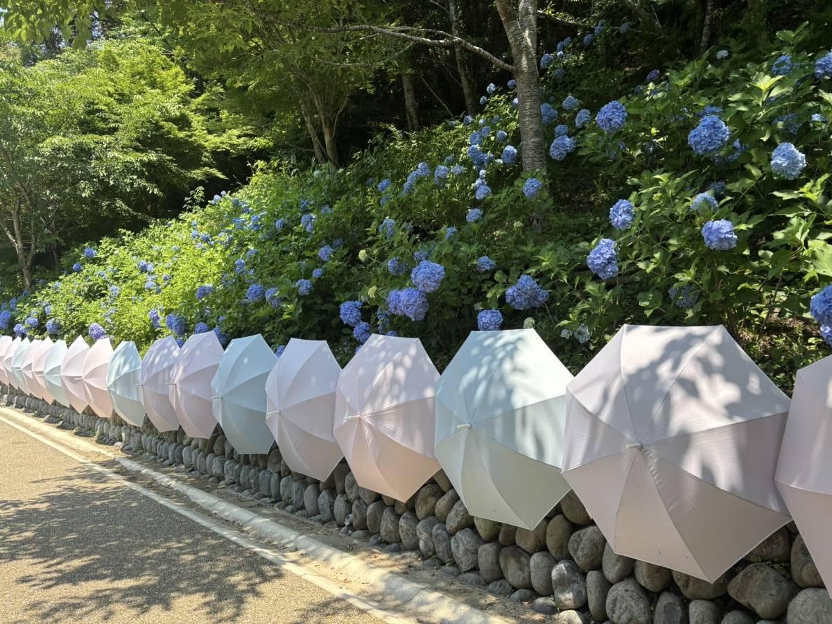 あじさい　傘